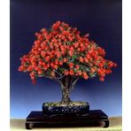Bodur Callistemon Karadut Bonzai Ağacı Tohumu 25 Adet Bonsai Ağacı Tohumu