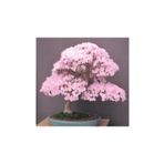 Bodur Cherry Blossom Bonzai Ağacı Ekim Seti 5 Adet Tohum Saksı Toprak Kombin
