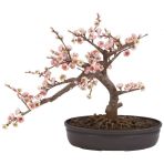 Bodur Cherry Blossom Bonzai Ağacı Tohumu 5 Tohum + Süpriz Hediye