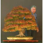 Bodur Çınar Bonzai Ağacı Tohumu 5 Adet Bonsai Ağacı Tohumu