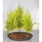 Bodur Cupressus Bonzai Ağacı Tohumu 5 Adet Tohum Bonsai Ağacı Tohumu