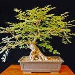Bodur Dişbudak Bonzai Ağacı Tohumu 5 Adet Bonsai Ağacı Tohumu