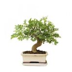 Bodur Dişbudak Bonzai Ağacı Tohumu 5 Tohum +Süpriz Bonsai Tohumu