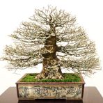 Bodur Enkianthus Bonzai Ağacı Tohumu 5 Adet Tohum Bonsai Ağacı Tohumu