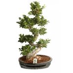 Bodur Hambeles Bonzai Ağacı Tohumu 5 Adet Tohum Bonsai Ağacı Tohumu