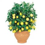 Bodur Hin Limonu Bonzai Ağacı Tohumu 5 Adet Bonsai Ağacı Tohumu