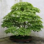 Bodur Japon Redwood Bonzai Ağacı Ekim Seti 5 Adet Tohum Saksı Toprak Kombin