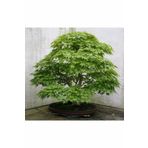 Bodur Japon Redwood Bonzai Ağacı Tohumu 5 Adet Bonsai Ağacı Tohumu