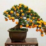 Bodur Kayısı Bonzai Ağacı Tohumu 2 Adet Bonsai Ağacı Tohumu