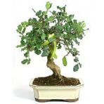 Bodur Keçi Boynuzu Bonzai Ağacı Tohumu 3 Tohum +Hediye Bonsai Toh