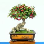 Bodur Kırmızı Alıç Bonzai Ağacı Tohumu 5 Adet Bonsai Ağacı Tohumu