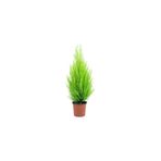 Bodur Limon Servi Çam Ağacı 30-60 Cm, BTSR574