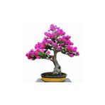 Bodur Mersin Bonzai Ağacı Tohumu 5 Adet Bonsai Ağacı Tohumu