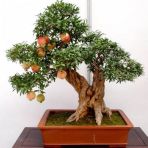 Bodur Nar Bonzai Ağacı Tohumu 5 Tohum +Süpriz Bonsai Ağacı Tohumu