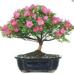 Bodur Orkide Bonzai Ağacı Tohumu 5 Tohum + Süpriz Bonsai Tohumu