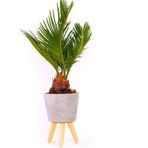 Bodur Palmiye Bonzai Ağacı Tohumu 3 Adet Bonsai Ağacı Tohumu
