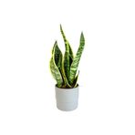 Bodur Paşa Kılıcı - Sansevieria