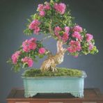 Bodur Pembe Gül Bonzai Ağacı Tohumu 5 Adet Tohum Bonsai Ağacı Tohumu