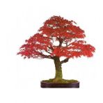 Bodur Red Maple Bonzai Ağacı Ekim Seti 5 Tohum +Saksı+Toprak+Süpr