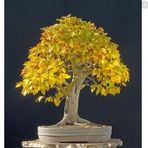 Bodur Sarı Alıç Bonzai Ağacı Tohumu 3 Tohum Bonsai Ağacı Tohumu
