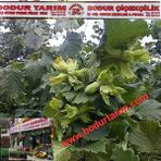 Bodur Tarım Bulancak 2 Yaşında Doku Kültür Tüplü Topraklı Giresun Yağlısı Fındık Fidanı