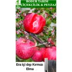 Bodur Tarım Bulancak 2 Yaşında Yarı Bodur Aşılı Tüplü Topraklı Era Içi Dişi Kırmızı Mayhoş Elma Meyve Fidanı