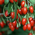 Bodur Tarım Goji Berry Meyve Fidanı