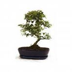 Bodur Tesbih Bonzai Ağacı Tohumu 5 Tohum + Süpriz Bonsai Tohumu