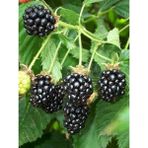 Böğürtlen Fidanı Rubus Fruticosus Chester Thornless 60 80 cm Saksıda