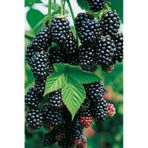 Böğürtlen Fidanı Saksılı 30 - 40 Cm