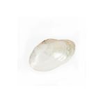 BOHOBAZZAR Sedef Clam Doğal Deniz Kabuğu 25*31 Cm 6575181