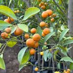 Bol Meyveli Mini Süs Mandalina (Yenilebilir) Fidanı, 130 Cm Üzeri Tüplü Ve Aşılı