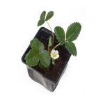 Bol Verimli Çilek Fidesi (5-10 Cm) 1 Adet Saksılı Fide, SRD04022025BYB1456