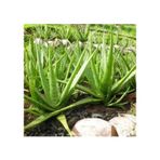 Bol Yavrulu Aloe Vera Çiçeği Bitkisi (Cilt Için Uygun) Sırrısabır Bitkisi