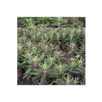 BOL YAVRULU AŞKIN GÖZYAŞLARI ÇİÇEĞİ (KALANCHOE DAİGREMONTİANA) / 30-40 CM.