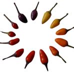 Bolivya Rainbow Chili 10 tohum – Yağmurlu biber – **Harika çeşit**