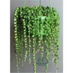 Boncuk Tespih Çiçeği 1 Adet Makrome Saksılı 20-30 cm(SENECIO Rowleyanus)