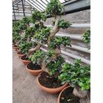 Bonsai Ağaç Bitki S Gövde Shape 80 cm, İç Mekan Yapay Bitki