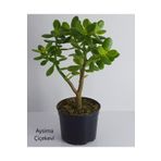 Bonsai Crassula Ovata Para Ağacı Yeşim 10Cm Saksıda Büyük Boy, bonsai7yaş