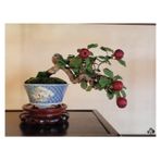 Bonsai Elma Ağacı Tohumu 2 Adet Tohum
