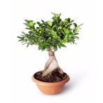 Bonsai Ficus Gingseng 2000gr