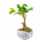 Bonsai Ficus Taş Saksıda
