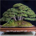 Bonsai Fıstık Çamı Ağacı Fıstık Çamı Tohum 5 Tohum +Saksı+Toprak+