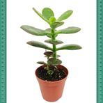 Bonsai İçin Uygun Crassula Ovata Minor Feng Shui (mini Saksıda)
