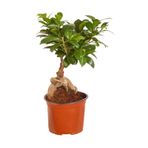 Bonsai Minik Ağaç Bonzai Gövde Carmona 25 Cm Masa Üstü Bitki Ev Bitkisi Salon