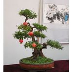 Bonsai Nar Ağacı Tohumu (Saksı Toprak Seti)