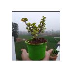 Bonsai Para Ağacı Fidanı 8.5 Saksıda 15-20 cm