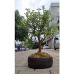 Bonsai Para Ağacı - Para Çiçeği - Bereket Ağacı Dekoratif Saksılı