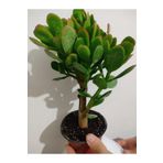 Bonsai Para Çiçeği -Şans Çiçeği -Bereket Çiçeği (Gövdeli Büyük Boy)
