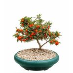 BONSAİ PYRACANTHA COCCİNEA / ATEŞ DİKENİ 5-6 YAŞINDA